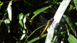 I managed to take a picture of a dragonfly while it remained still for about half a second. (I'm so proud of it!)